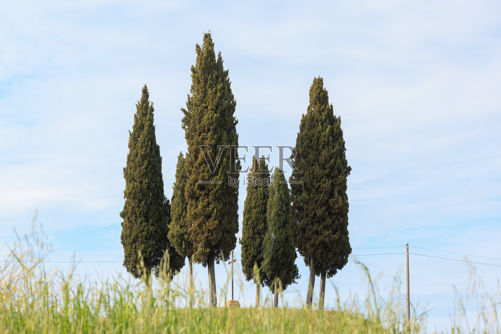 托斯卡纳乡村的柏树高耸入云照片摄影图片