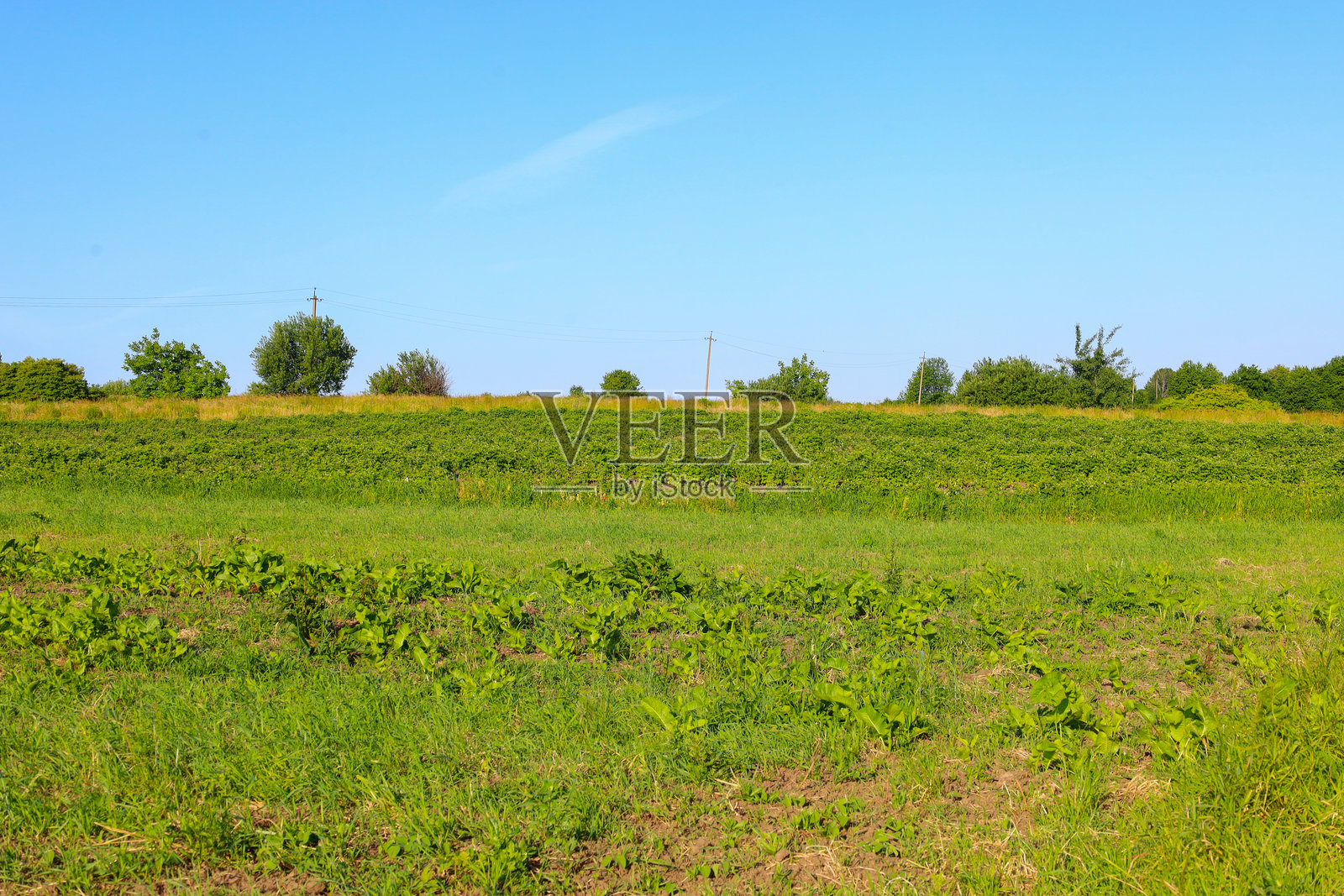 一片广阔的绿色田野在无云的蓝天下延展，暗示着丰收的景象。地平线上可见树木和电杆，构成了乡村的美丽风景。照片摄影图片