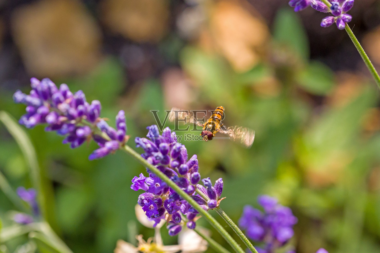 一只橙黑色的果酱蝇，拥有大红色复眼，飞向阳光下的紫色薰衣草花朵。照片摄影图片