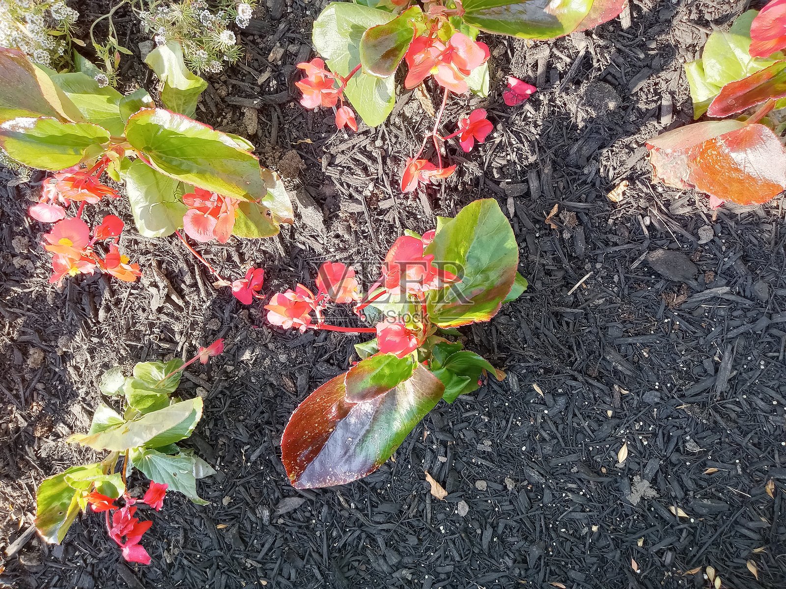 夏季花卉照片摄影图片