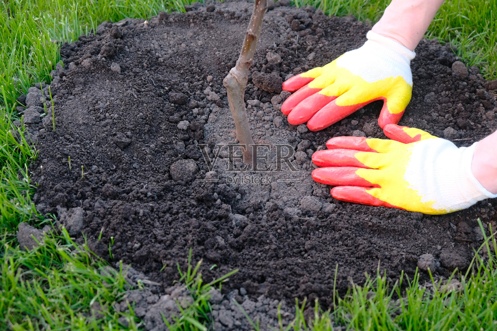 种植苹果树苗的过程，园丁在树干周围踩实土壤，手部特写戴着手套。照片摄影图片