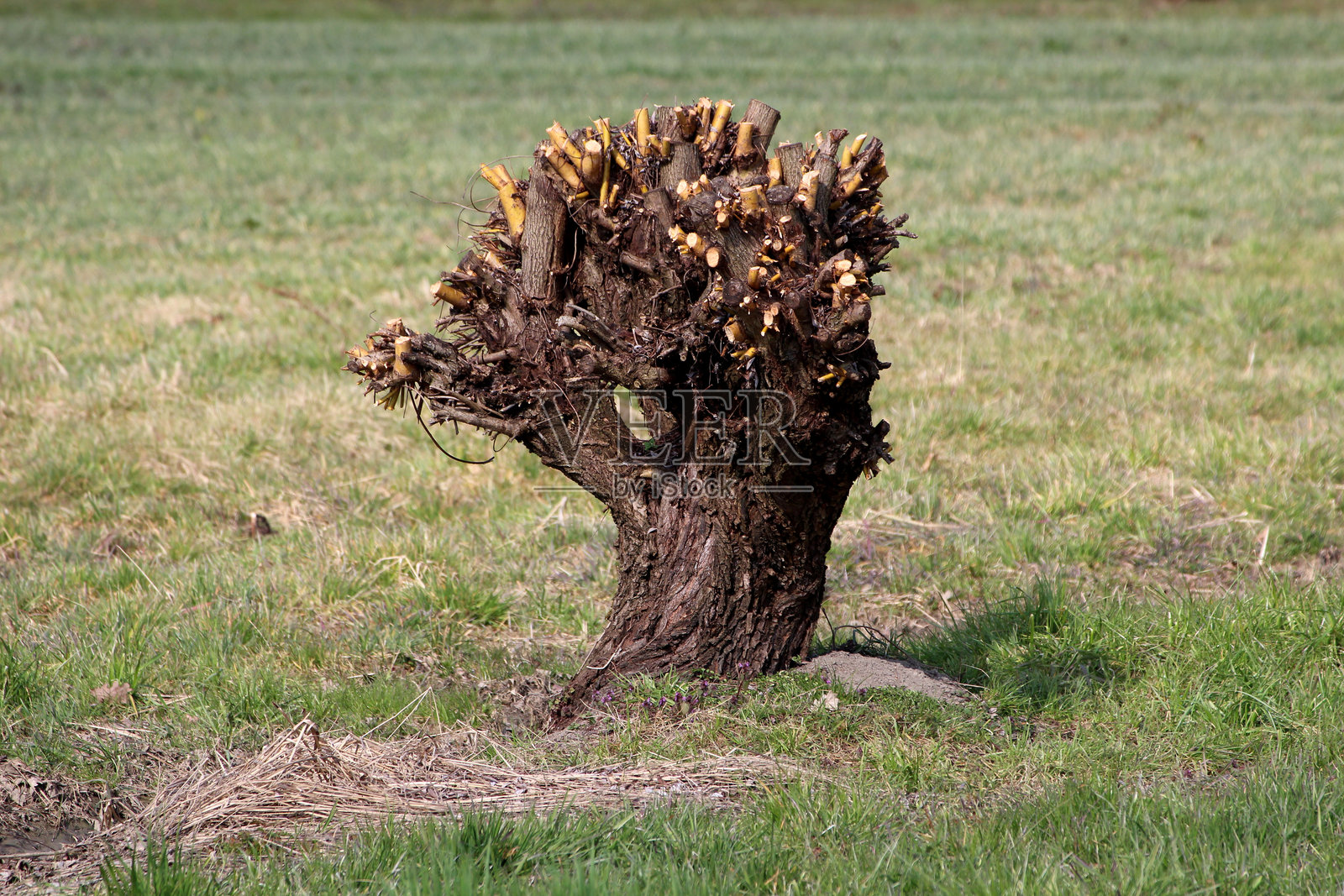 修剪过的葡萄藤树干在草地上照片摄影图片
