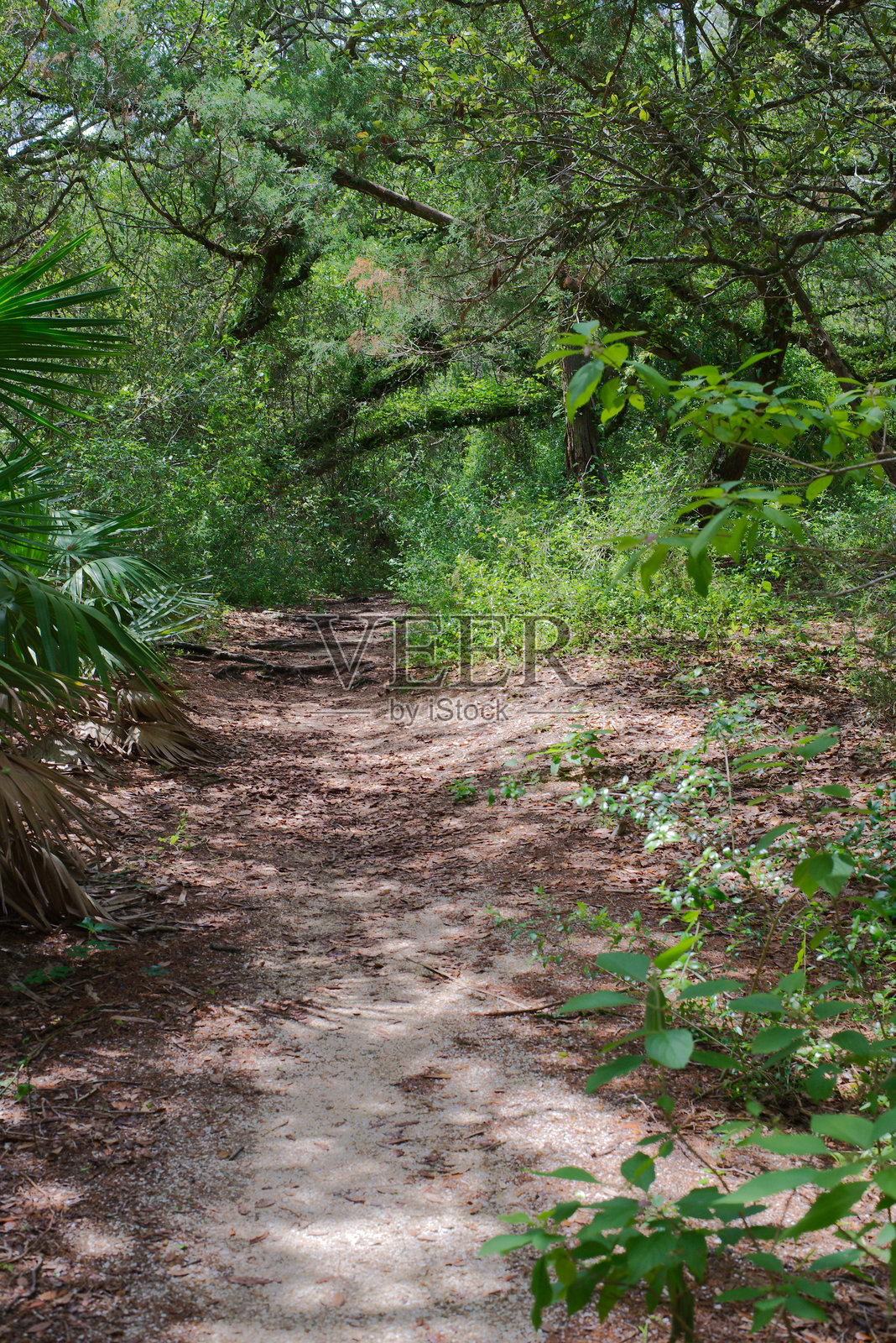 佛罗里达州森林自然区中宁静的徒步小径，周围环绕着树叶。照片摄影图片
