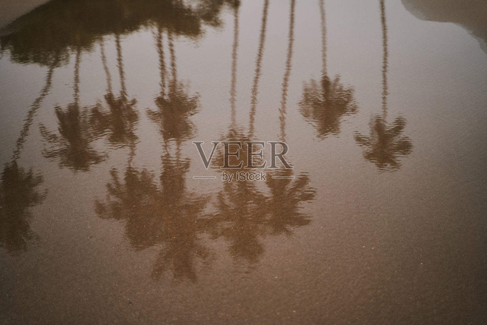 海洋中棕榈树的倒影照片摄影图片