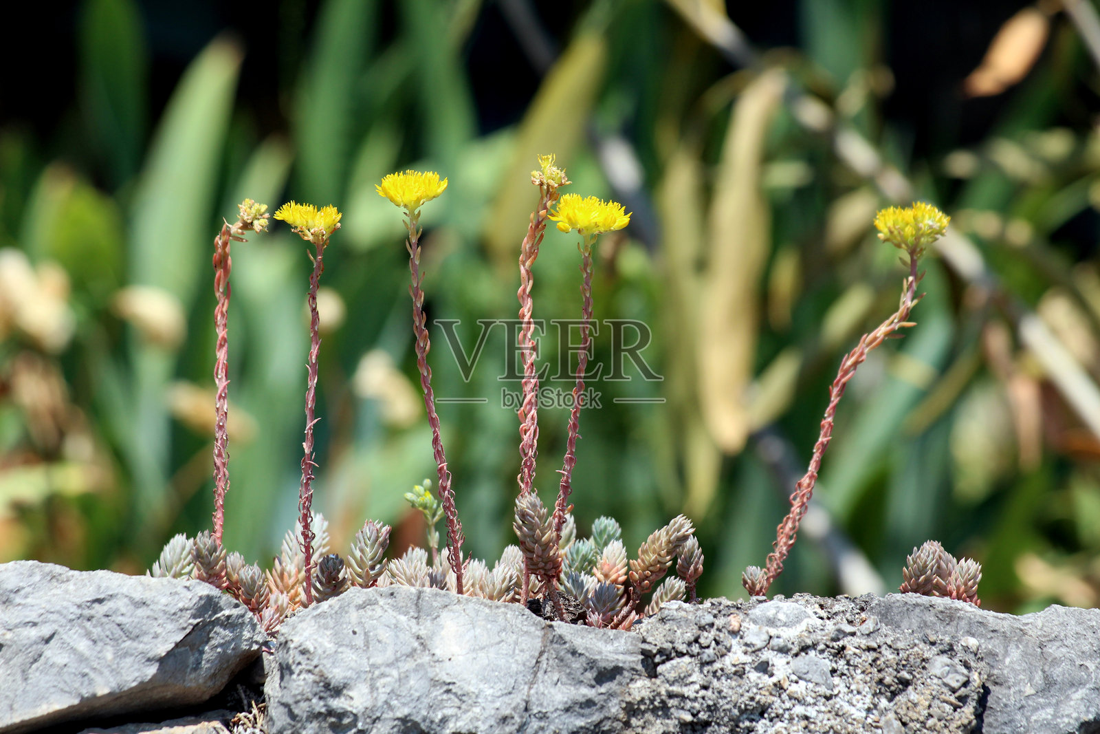 金苔石莲花（Sedum acre）黄色花朵盛开在石墙上照片摄影图片