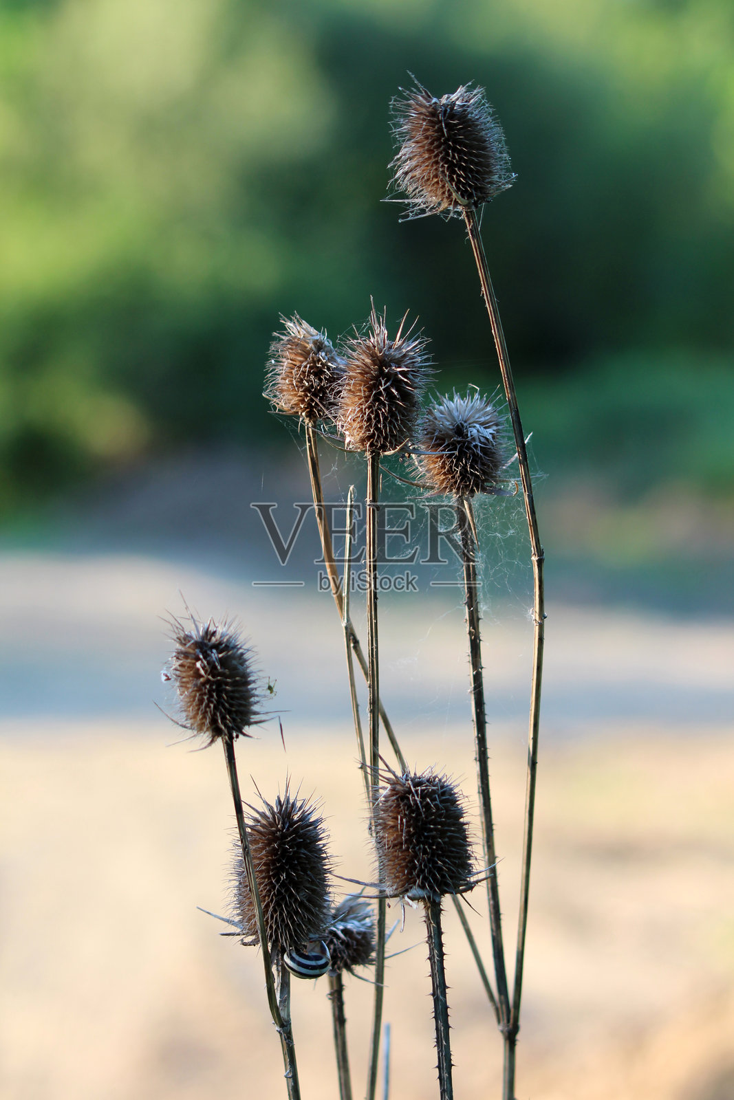 干燥的刺蒿（Dipsacus fullonum）种子头，带刺照片摄影图片