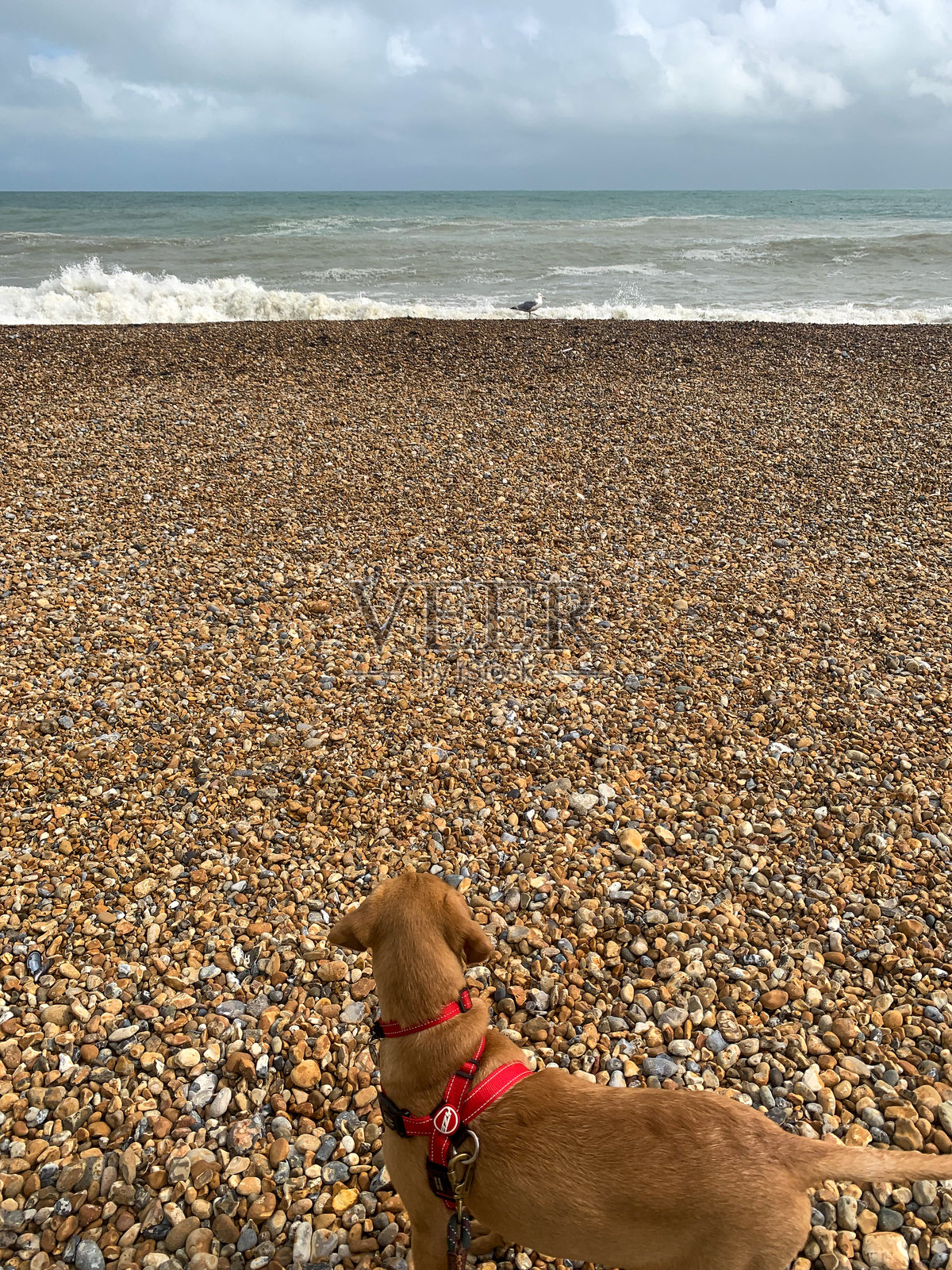 好奇的小狗在秋天的阴天里，探索着石子海滩，凝视着海浪。照片摄影图片