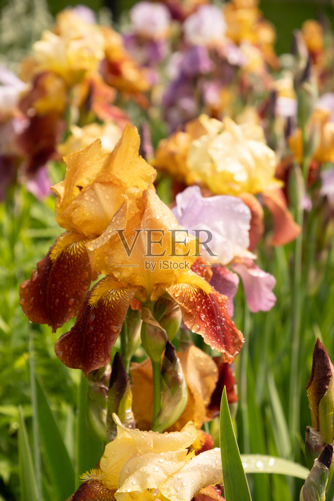 夏季花园中自生的鸢尾花。照片摄影图片