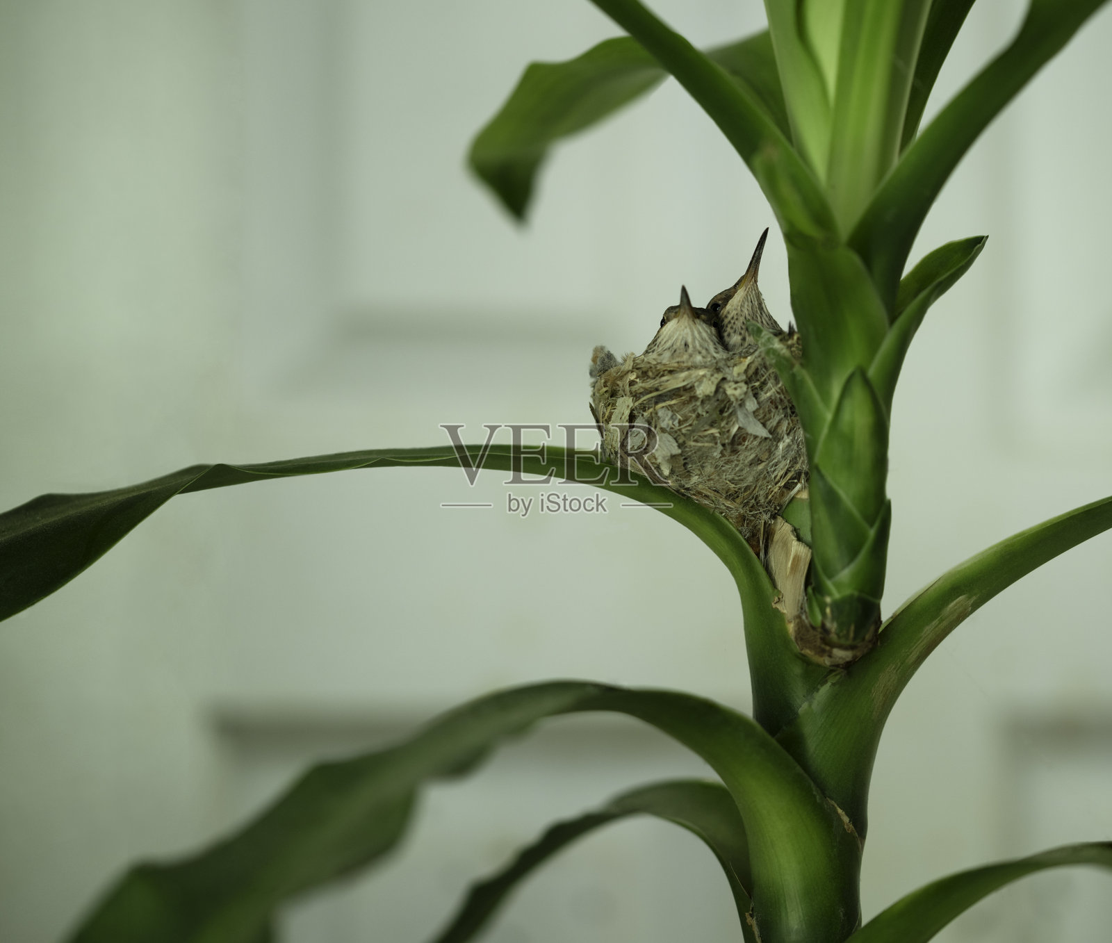 小蜂鸟逐渐长大，准备离巢照片摄影图片