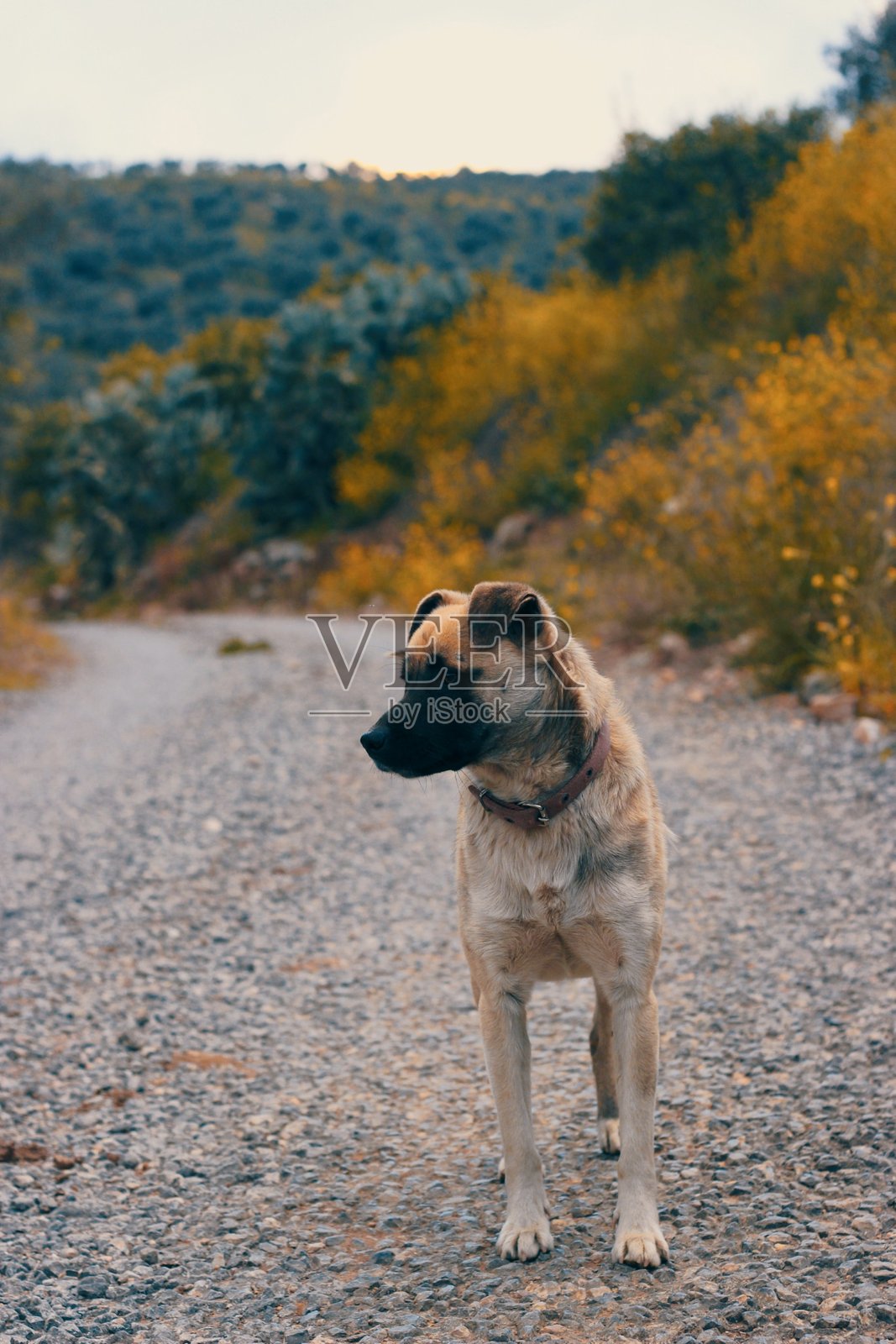 摆姿势的狗照片摄影图片