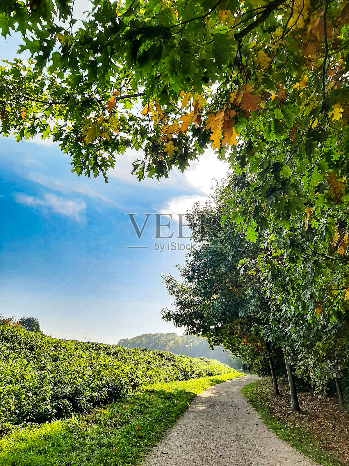 一条靠近浓密绿树和蓝天的自行车道照片摄影图片