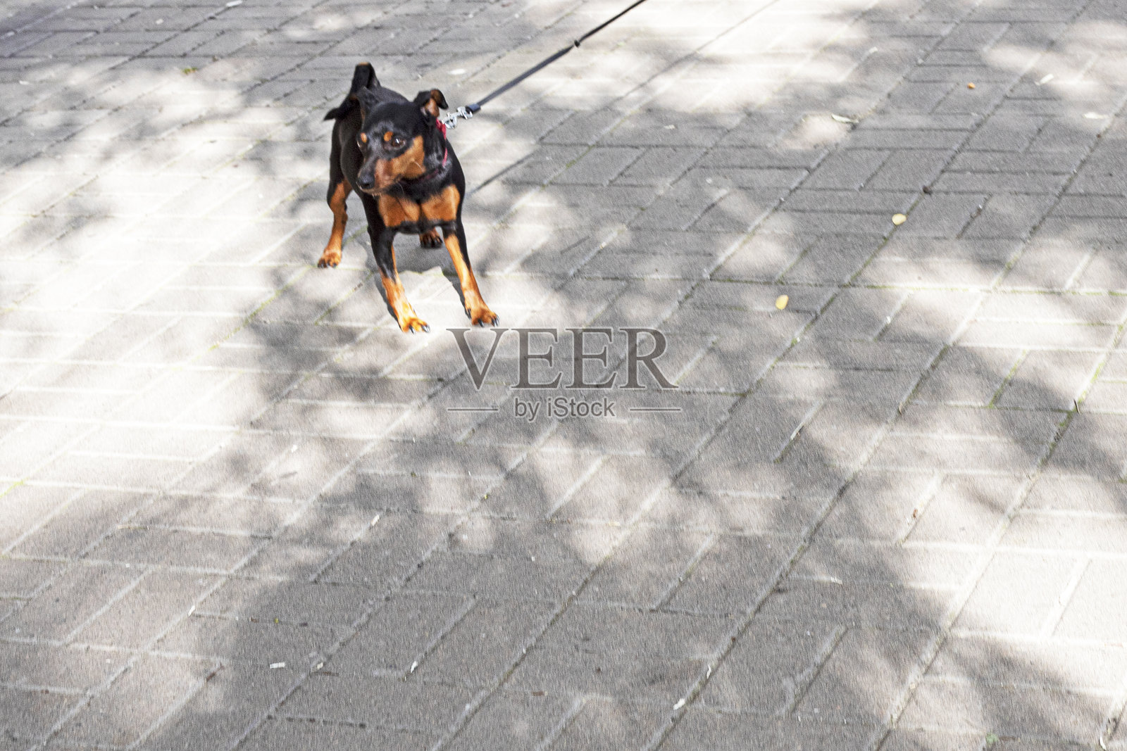 可爱的宠物玩具犬不想在城市里牵着绳子散步照片摄影图片