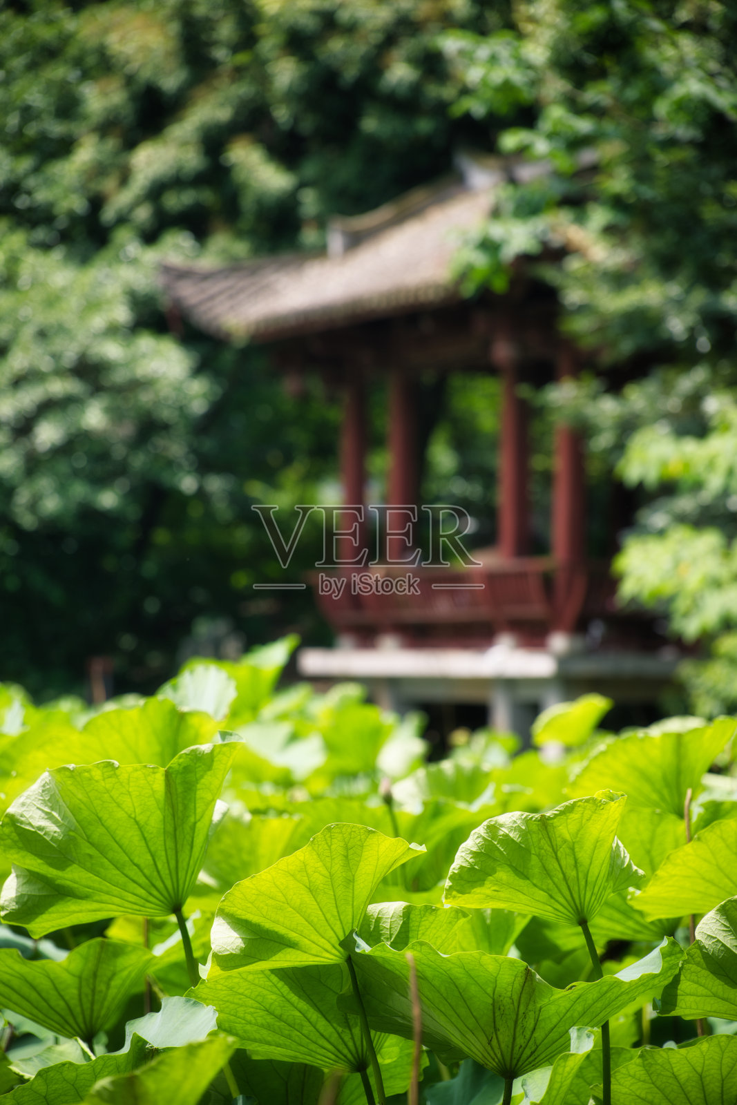 古老的亭子坐落在荷花池中照片摄影图片