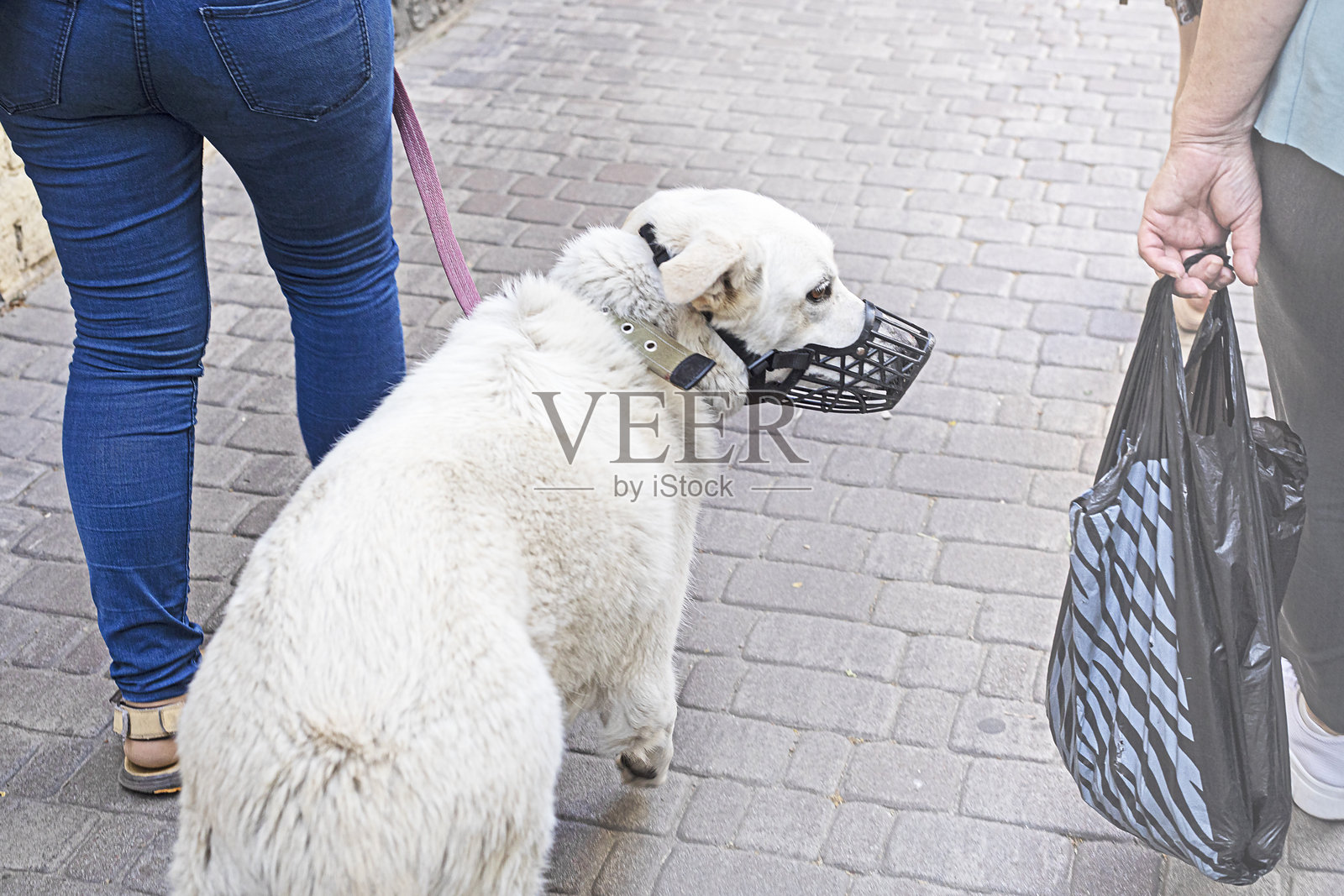 戴着嘴套的拉布拉多宠物狗。城市遛狗的规则。照片摄影图片