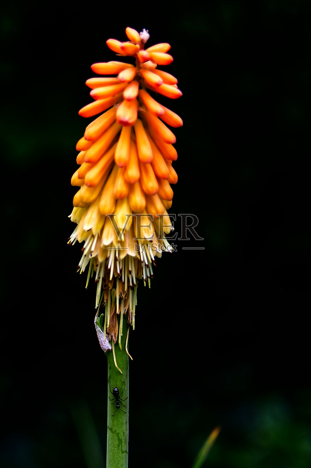 红热火把照片摄影图片