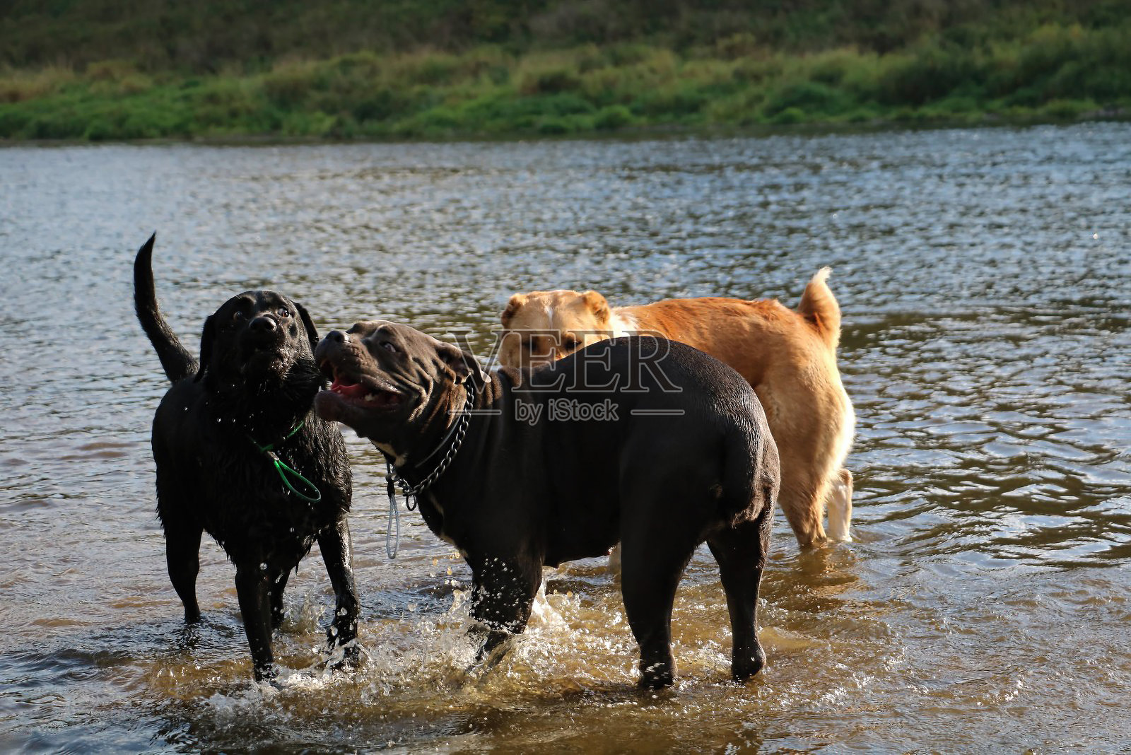 三只狗在河里一起玩耍照片摄影图片