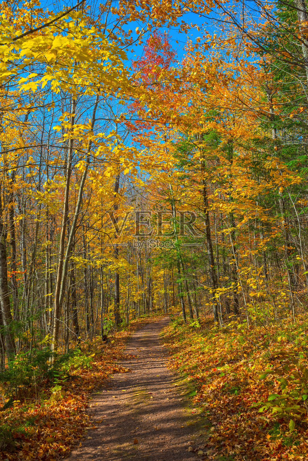 秋天的色彩在森林小径上闪耀照片摄影图片