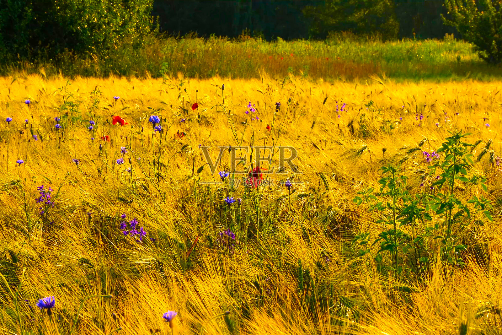 夏日田野在夕阳下的无与伦比的美丽。照片摄影图片