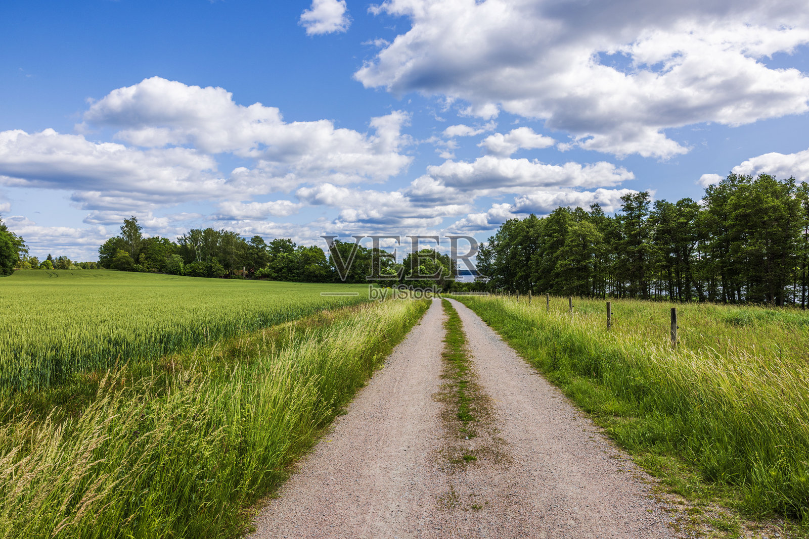 乡村泥土小路穿过麦田和草地，通向森林和远处的湖泊，天空多云。瑞典。照片摄影图片