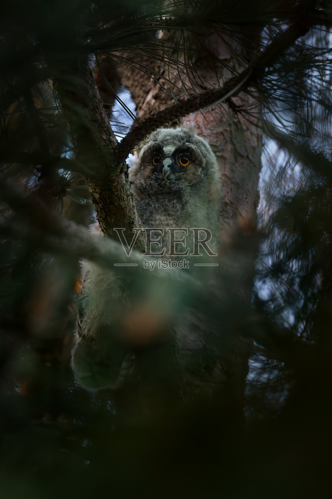 长耳鸮雏鸟。幼鸟肖像。照片摄影图片