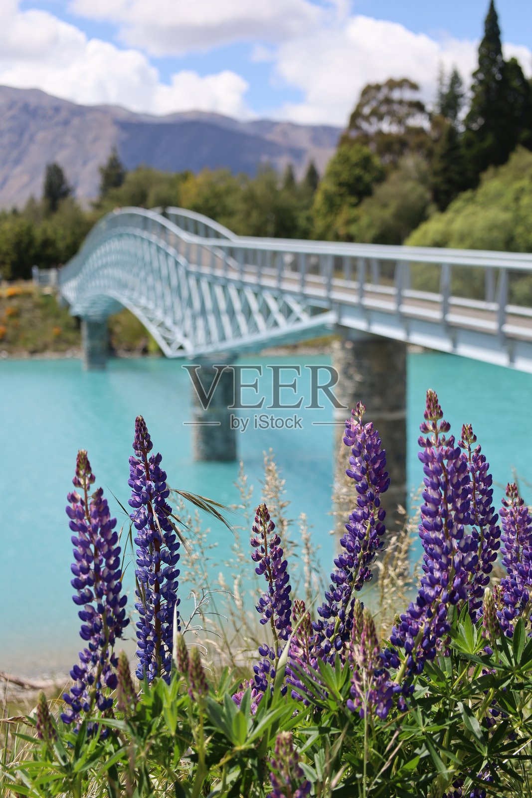 新西兰的狼毒花照片摄影图片