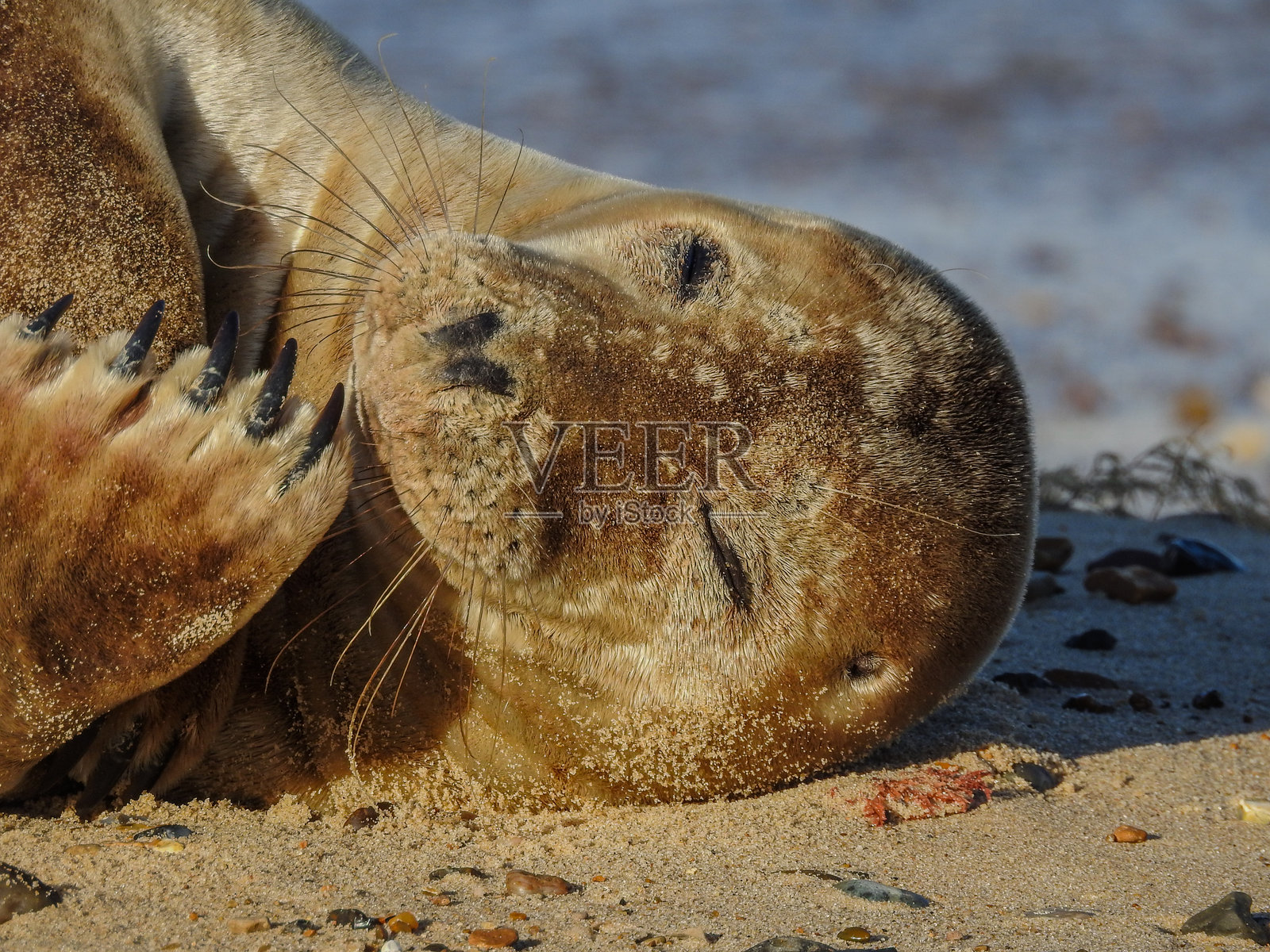 困倦的灰海豹幼崽照片摄影图片