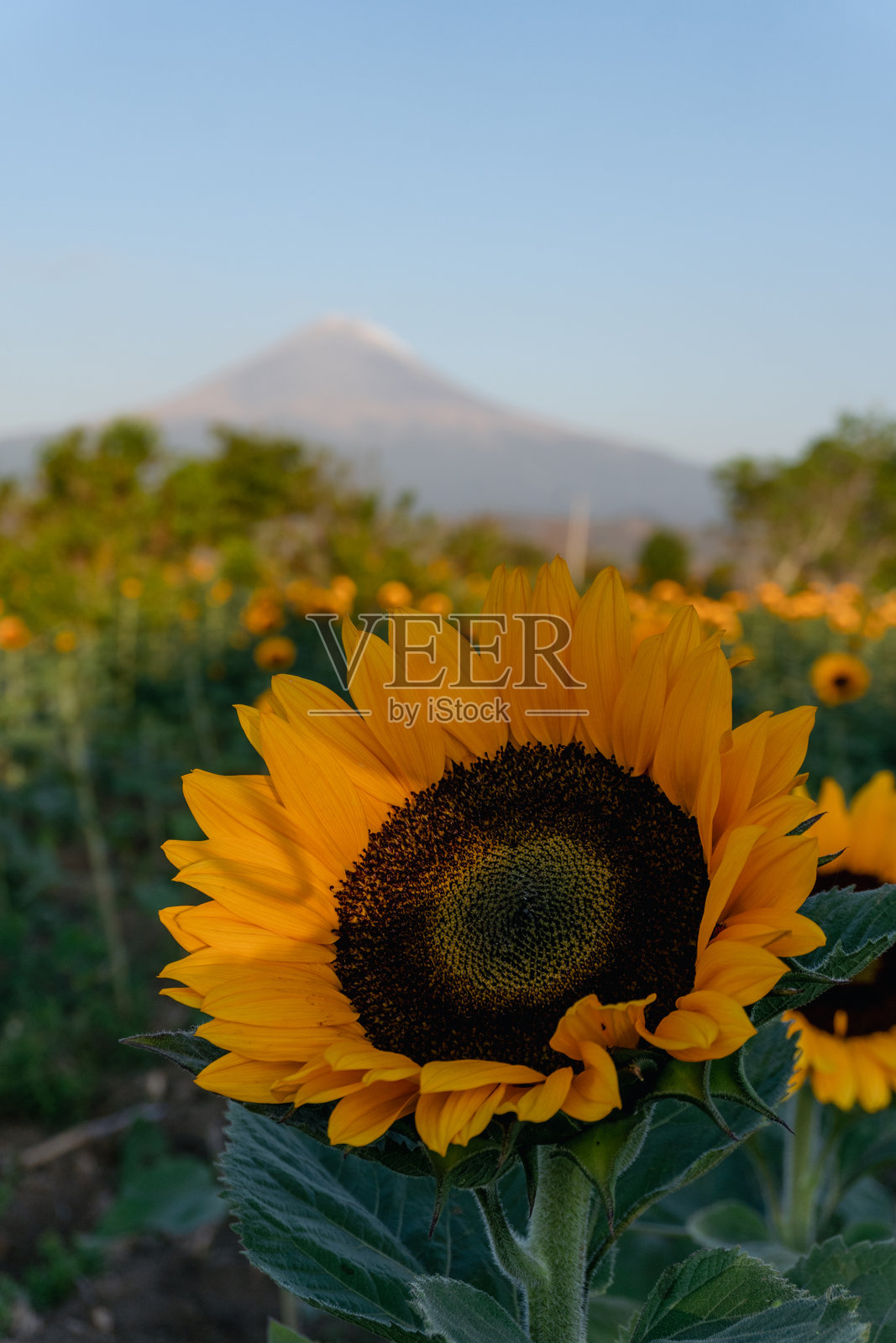 向日葵在田野中盛开，背景是富士山。照片摄影图片
