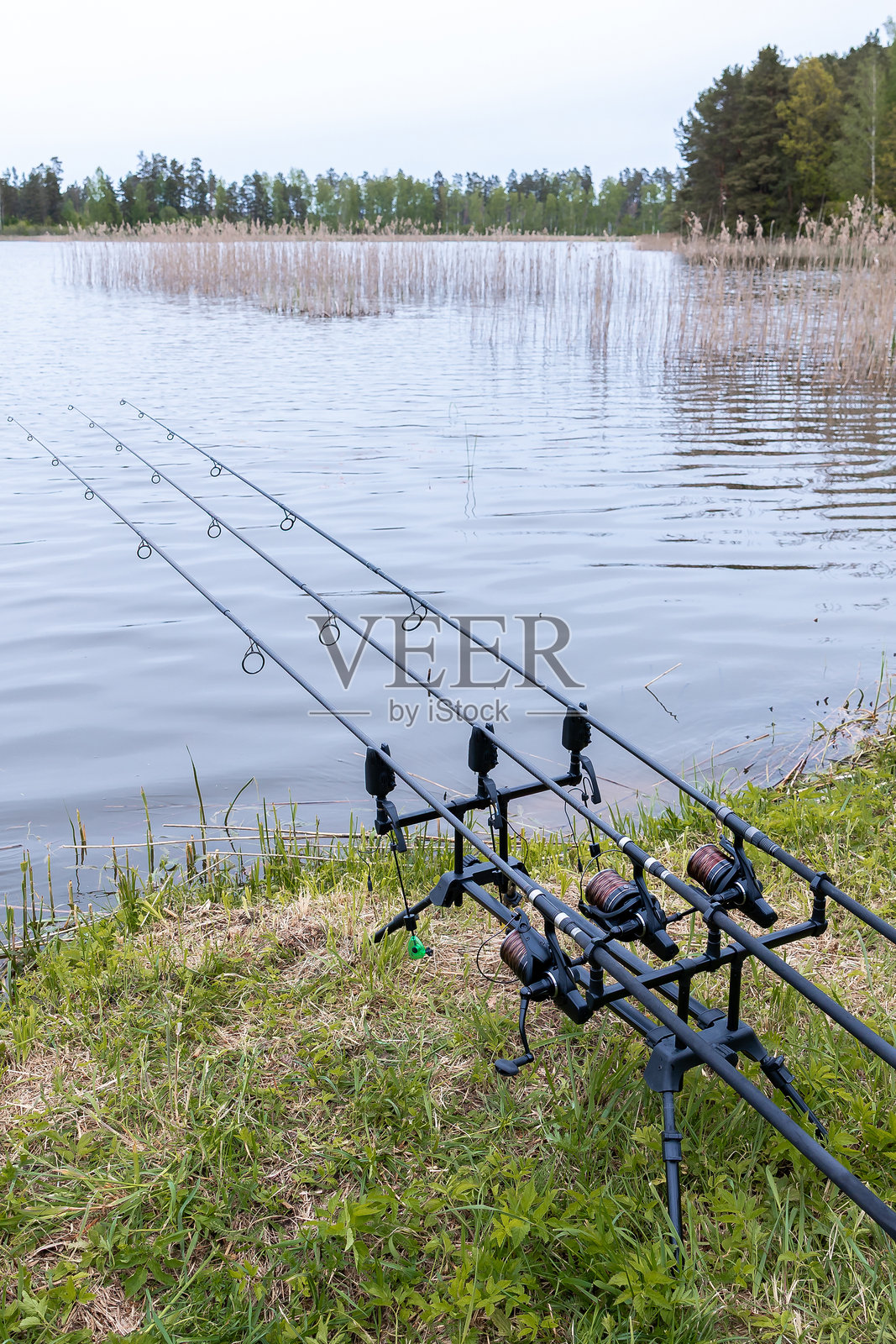 草岸边宁静水域的钓鱼竿照片摄影图片