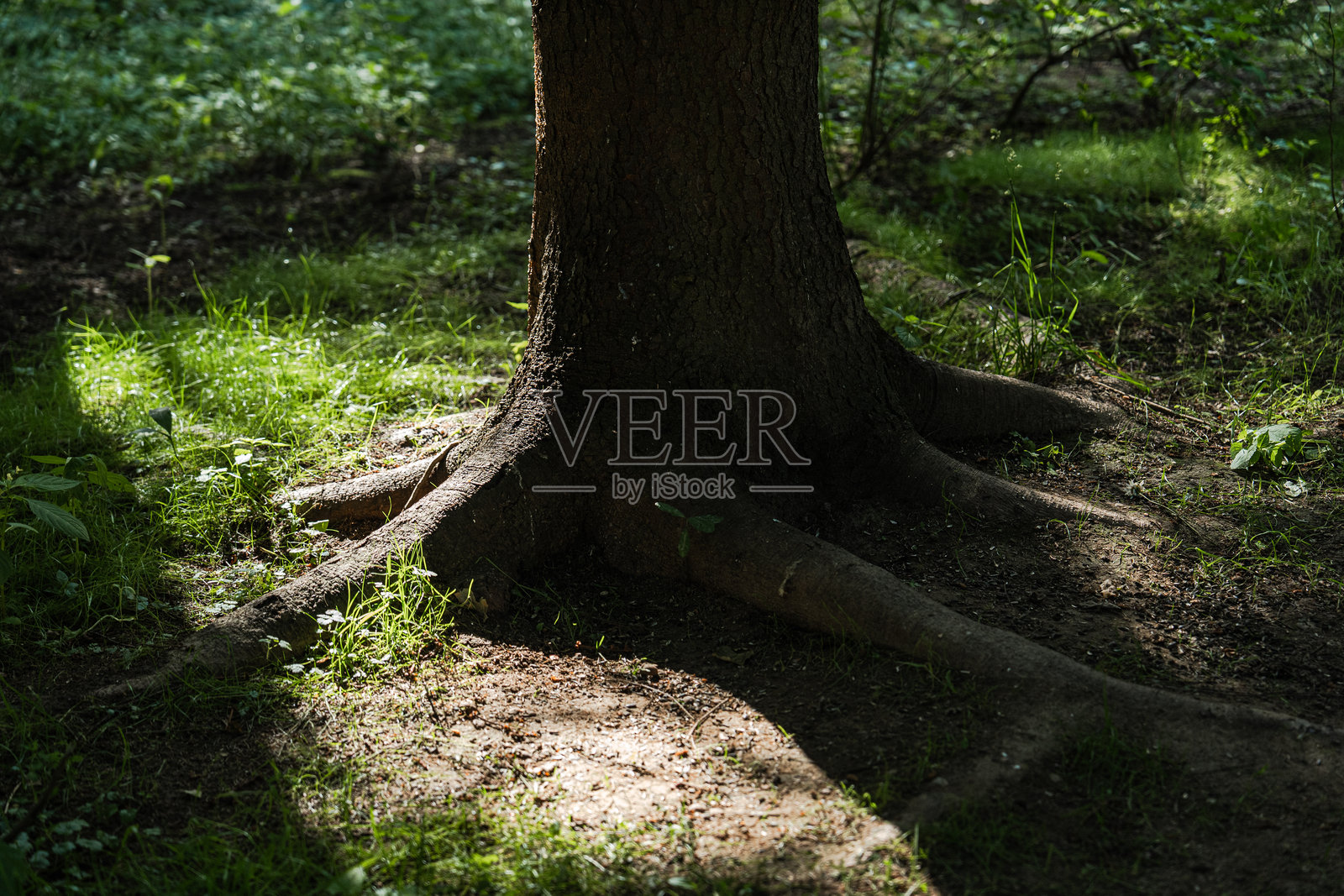 雄伟的树根在阳光灿烂下延伸穿过郁郁葱葱的森林照片摄影图片