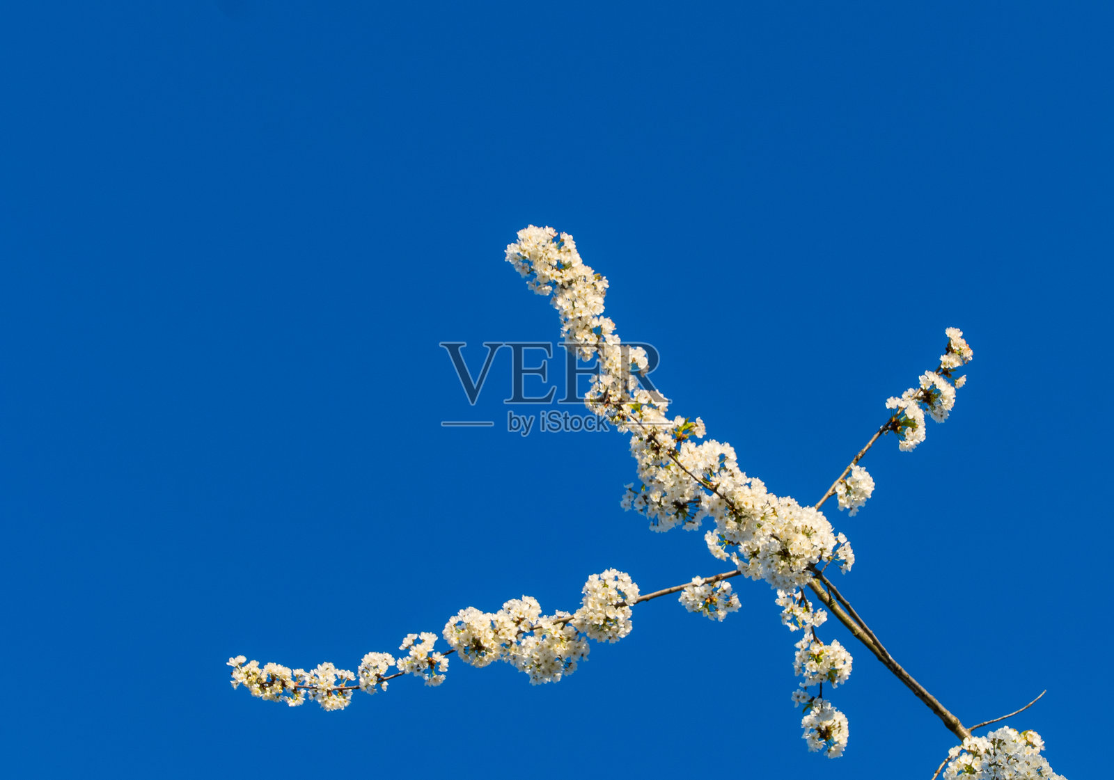 樱桃树枝与白色花朵照片摄影图片