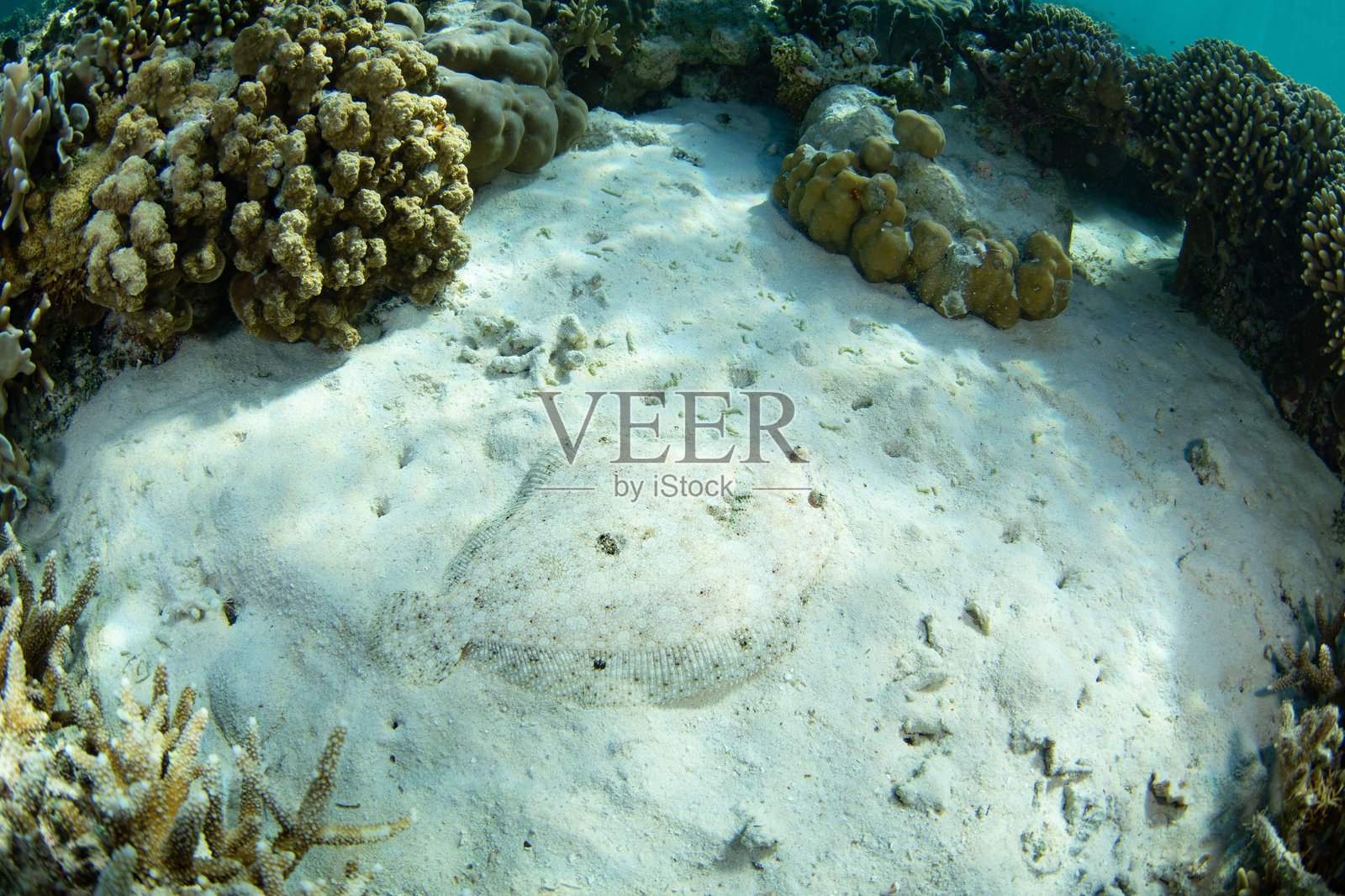 孔雀比目鱼伪装在沙子中照片摄影图片