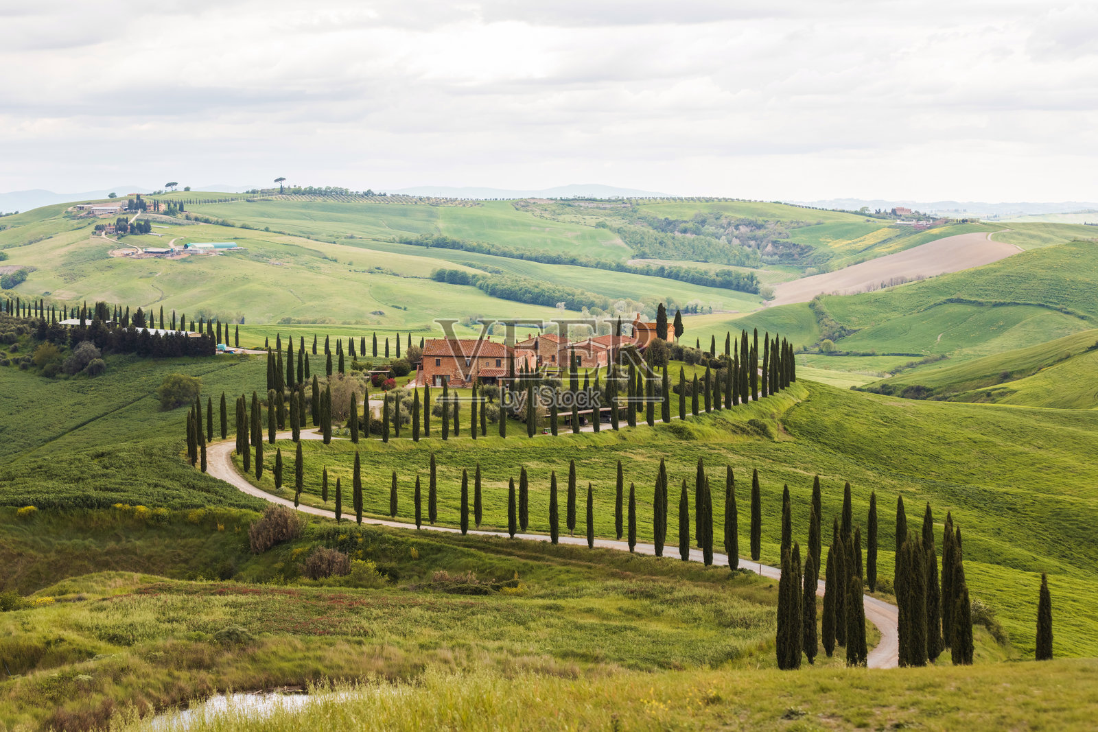 覆盖着柏树的起伏山丘照片摄影图片