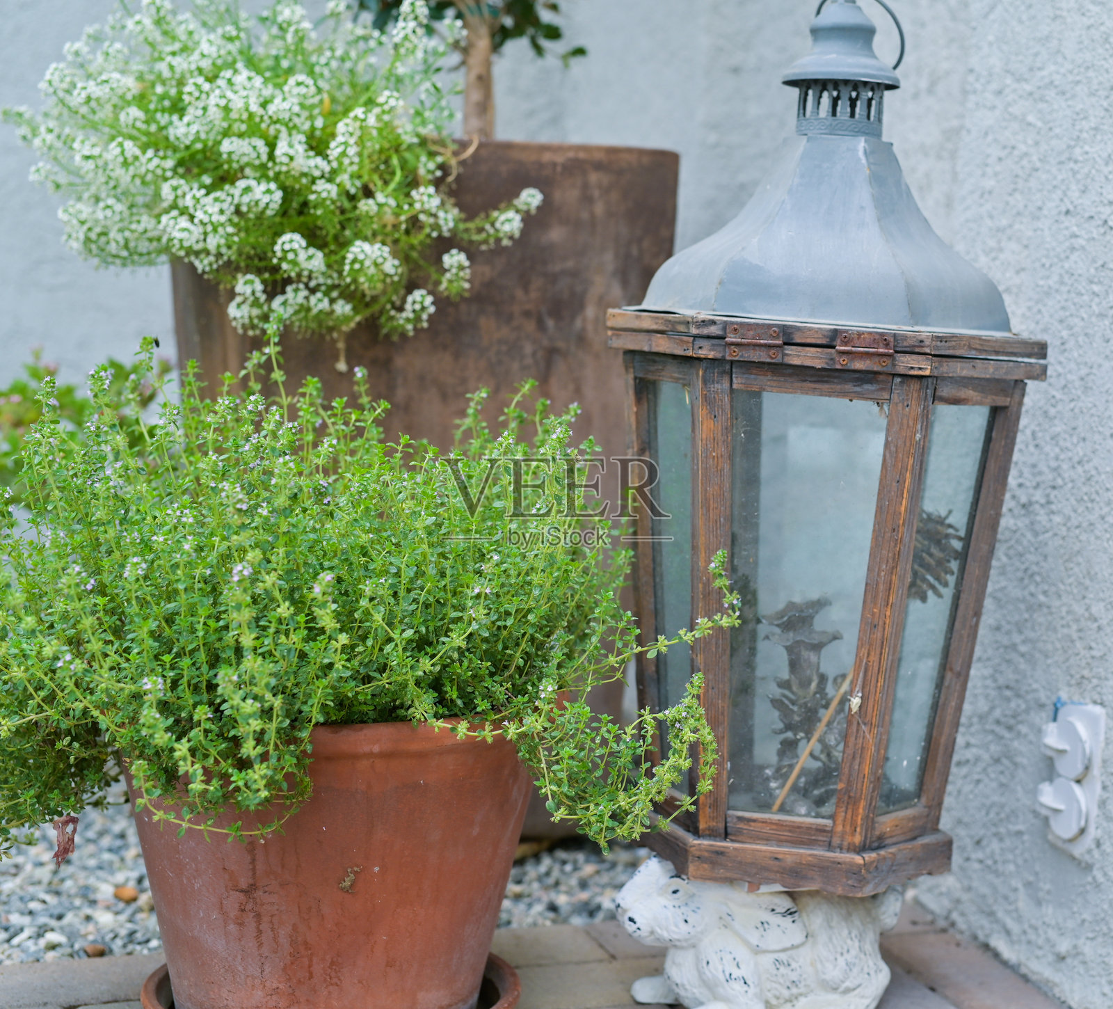 在花盆和容器中种植乡村香草照片摄影图片