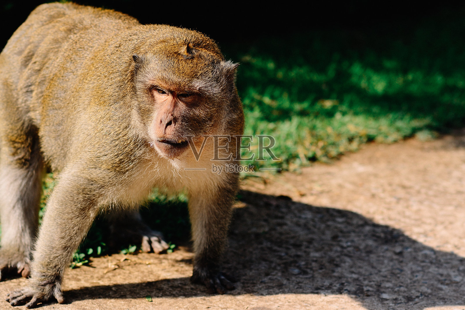 泰国愤怒的猴子照片摄影图片