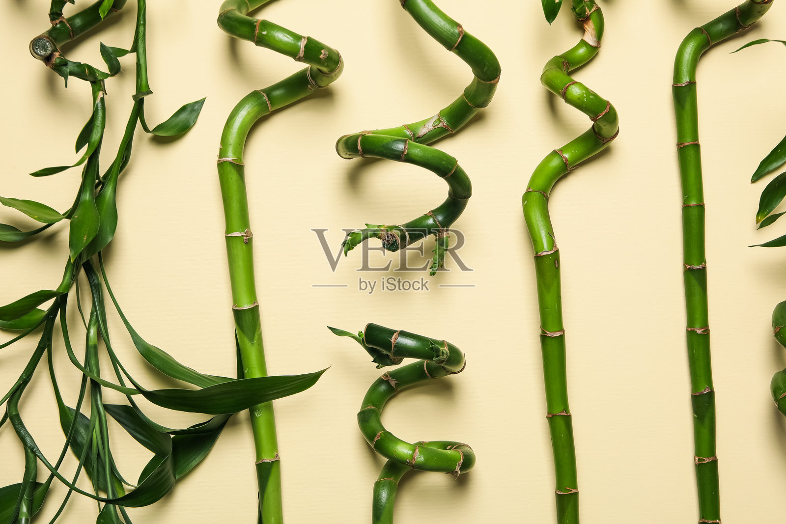 热带和夏季植物的概念 - 竹子照片摄影图片