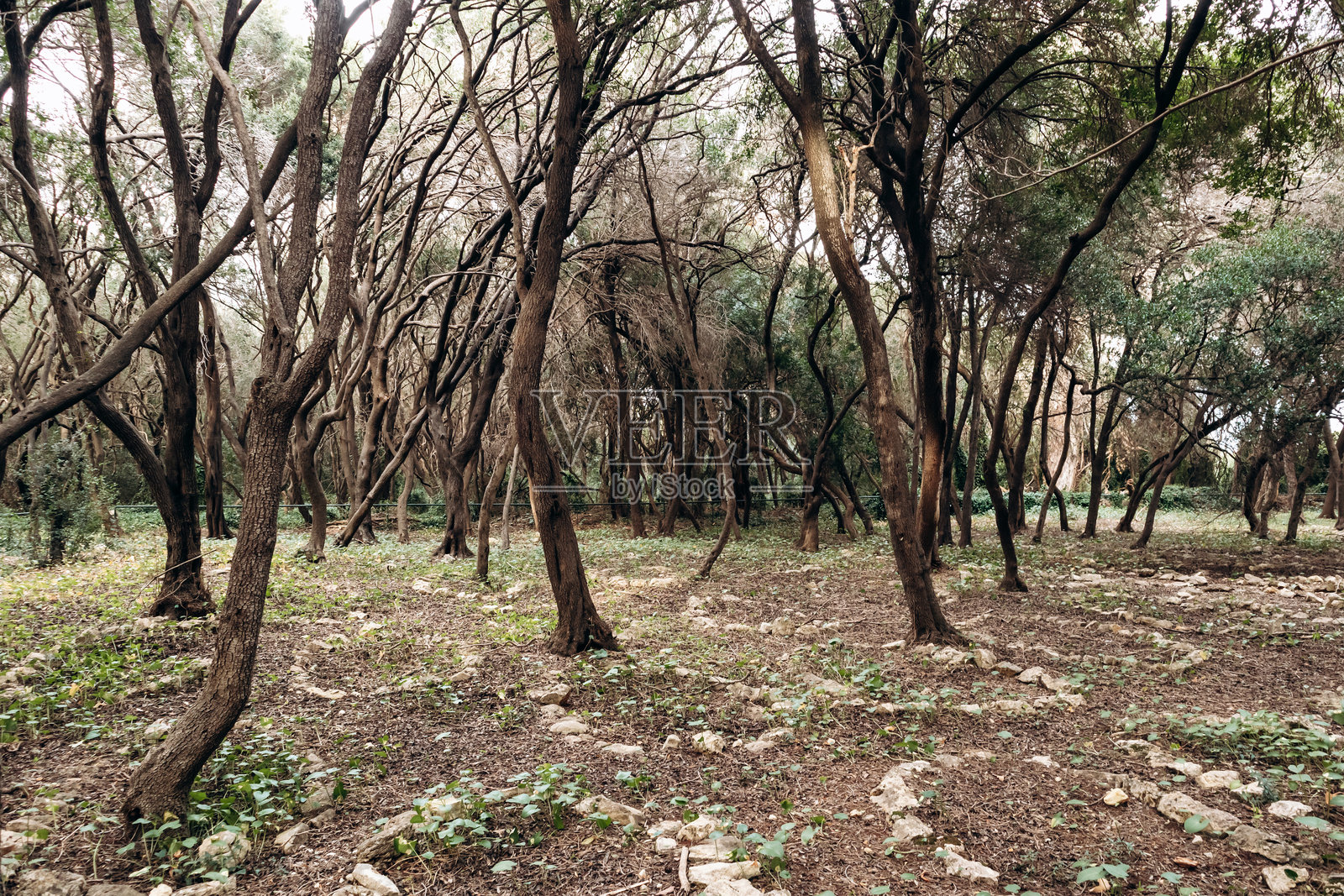 圣玛格丽特岛松林中的历史穆斯林墓地。照片摄影图片