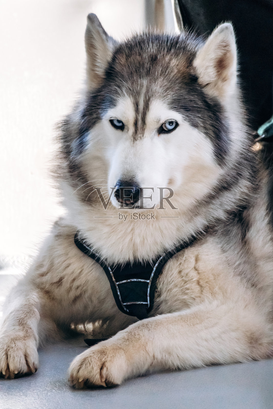 西伯利亚哈士奇犬在阳光下室内放松。照片摄影图片