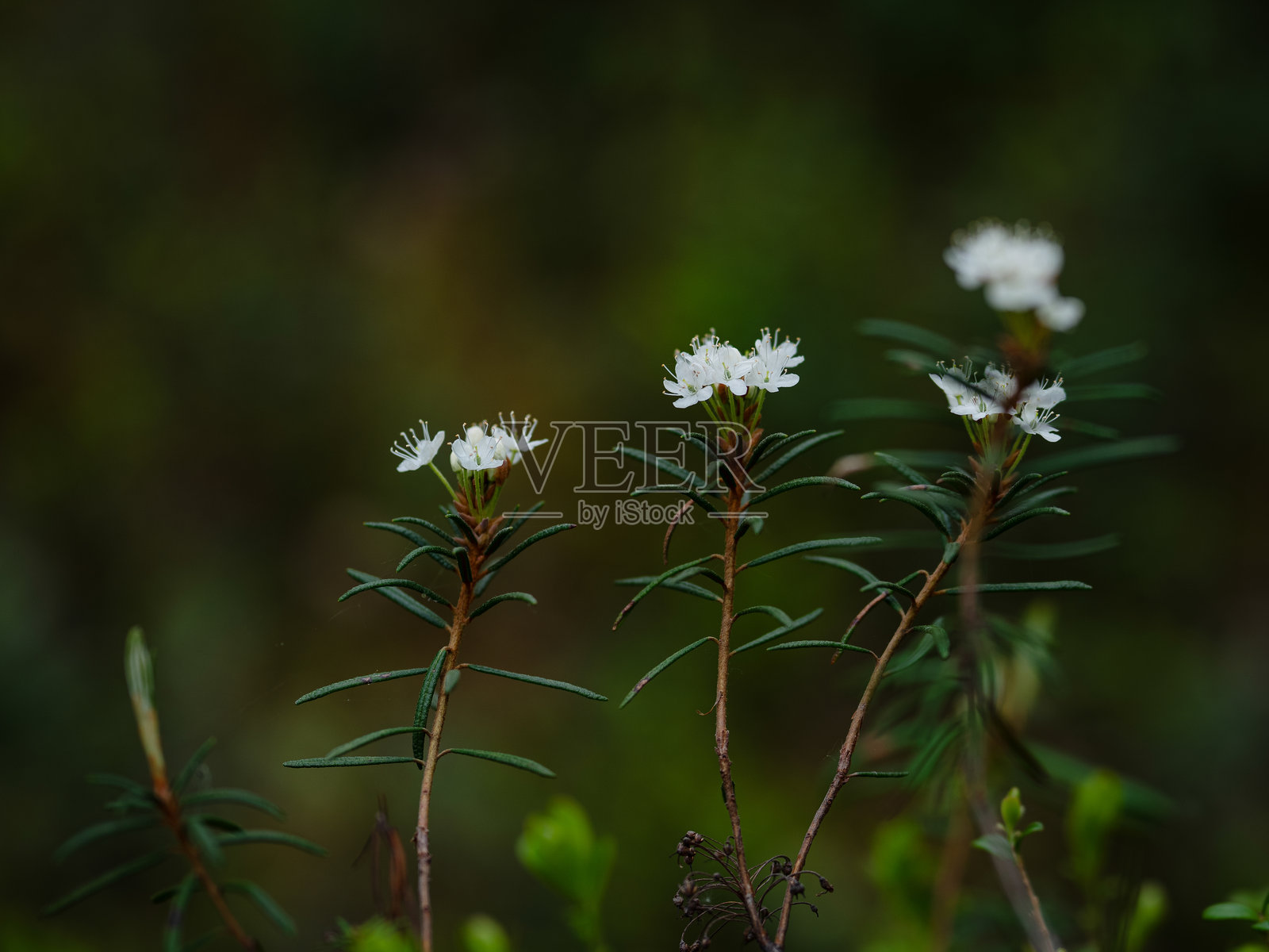 天使草照片摄影图片