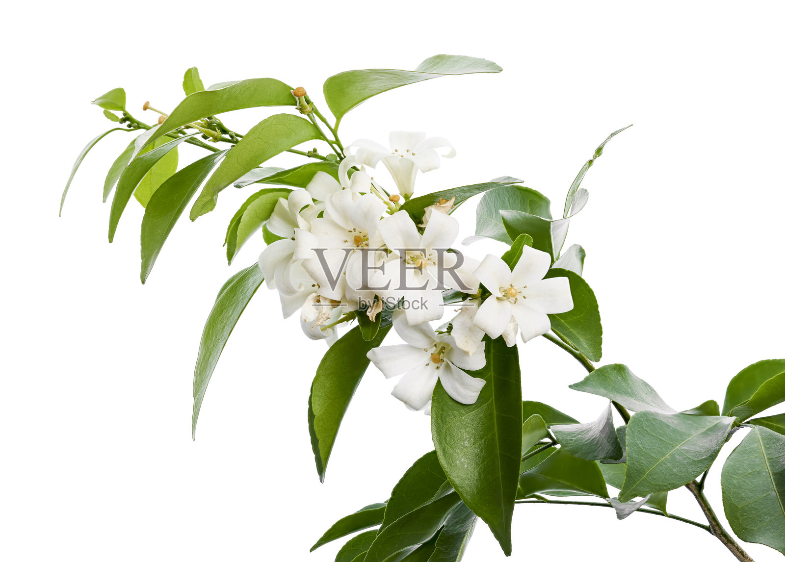 白色背景上孤立的橙花栀子花及其叶子，带有抠图路径照片摄影图片