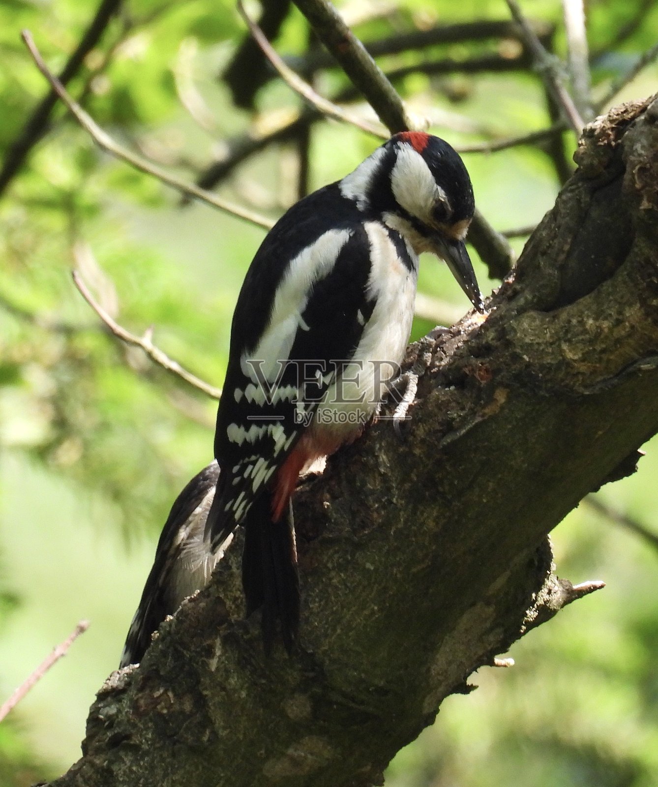 雄性大斑啄木鸟在树上喂养幼鸟照片摄影图片