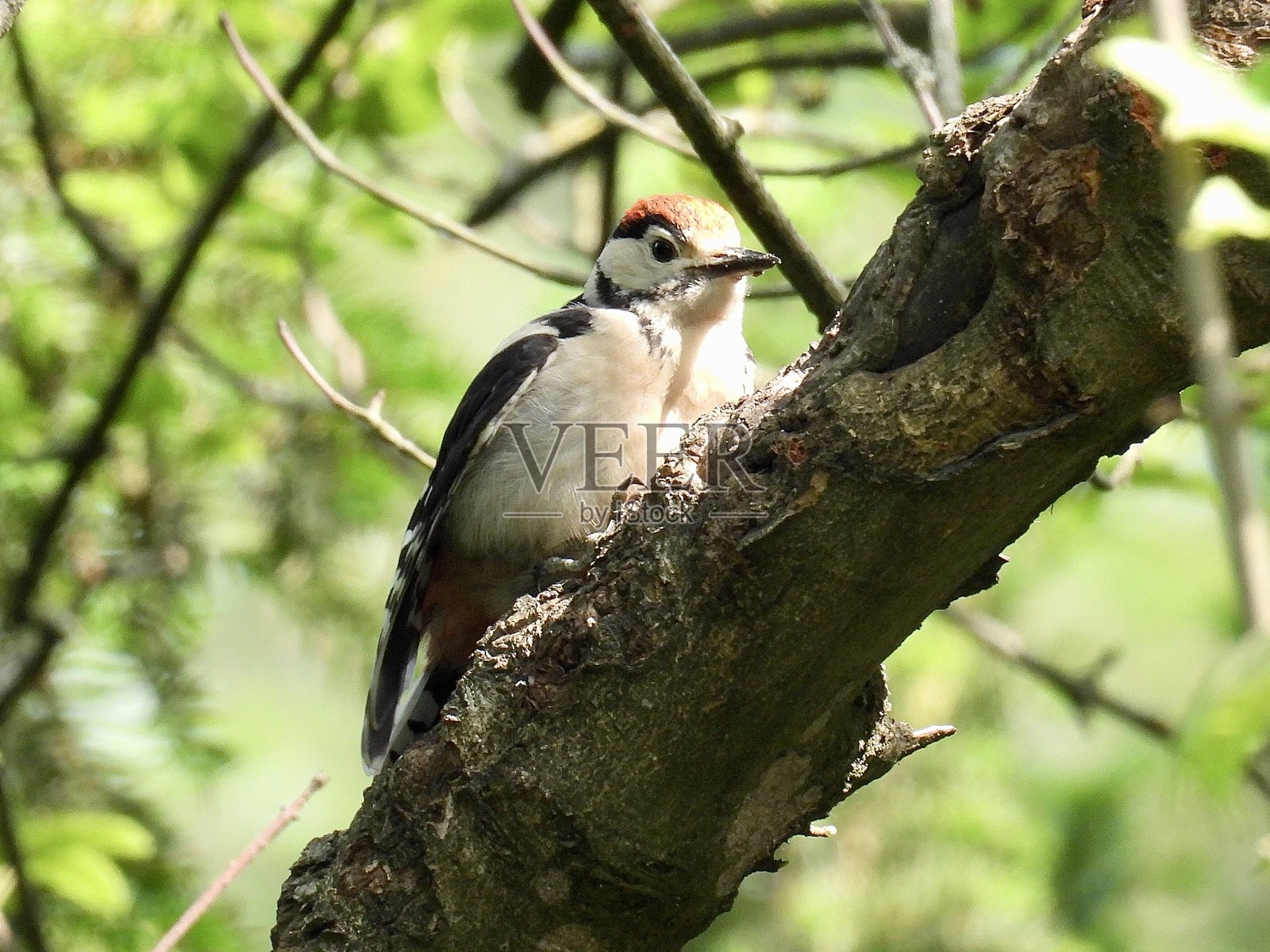 雄性大斑啄木鸟在树上喂养幼鸟照片摄影图片