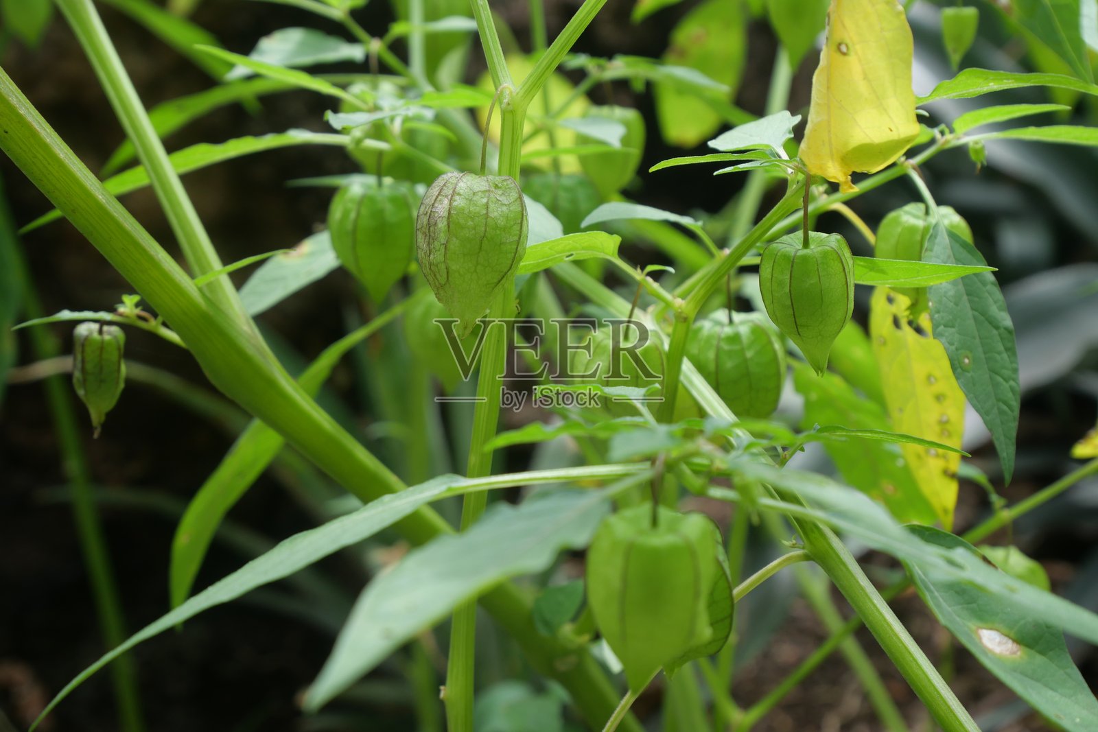 选择植物照片摄影图片