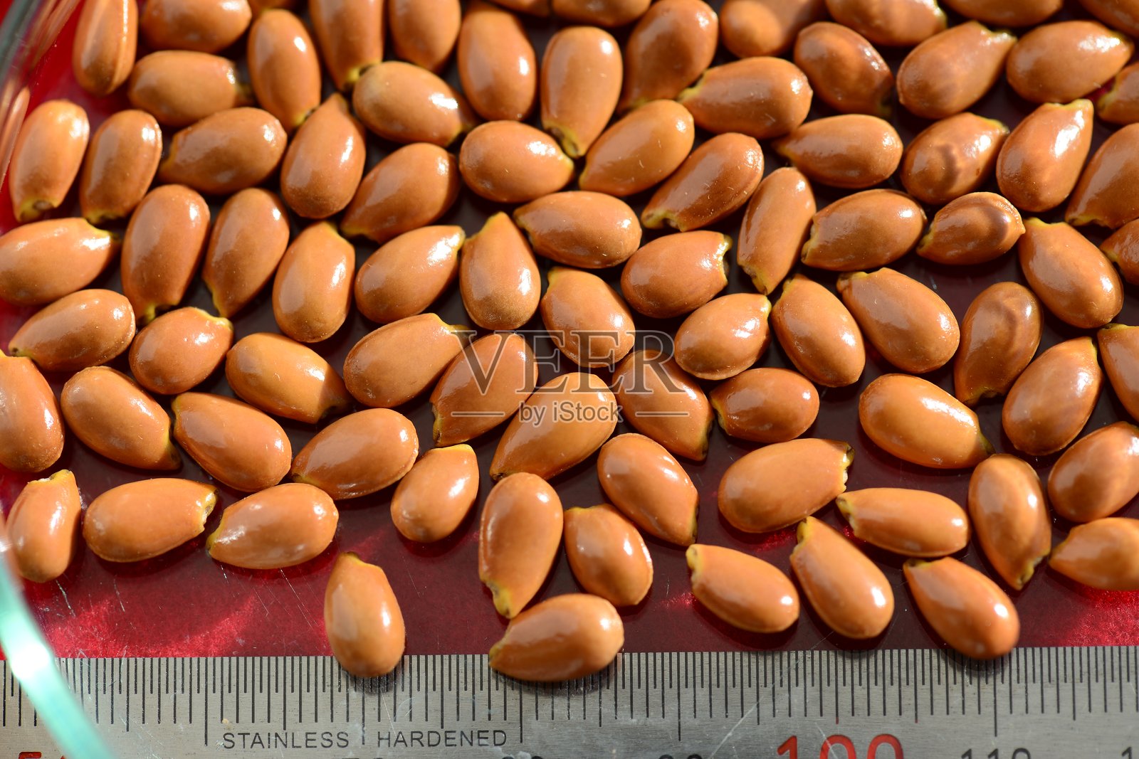 中国藤本植物系列，展示叶子、藤蔓、水果和卷须照片摄影图片