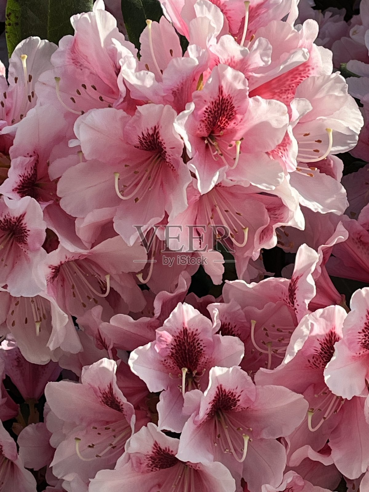 阳光明媚的春晨，粉色杜鹃花盛开照片摄影图片