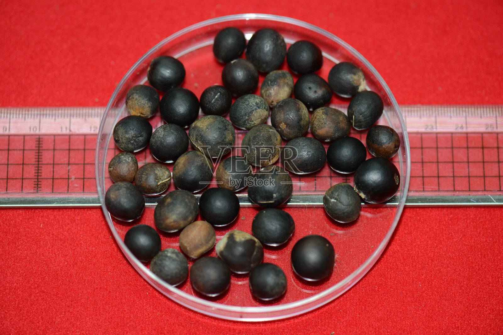 实验室环境中的皂荚树种子与刻度背景照片摄影图片