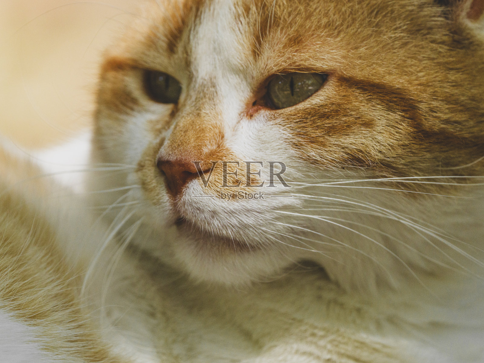 美丽的猫咪肖像照片摄影图片