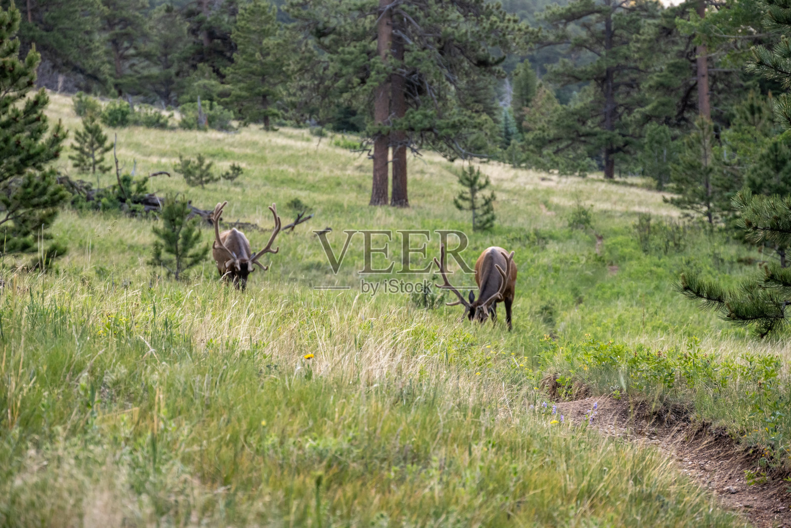 两头公麋鹿在草地小径上觅食照片摄影图片