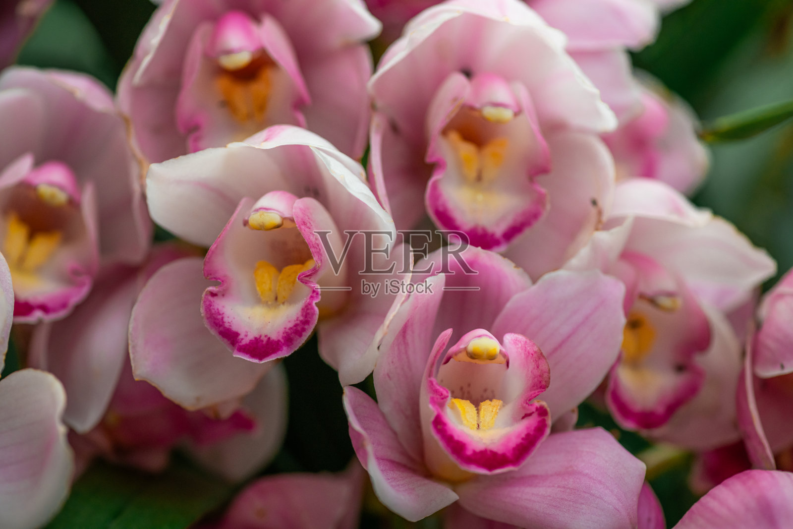 浅粉色的建兰，通常被称为船兰。照片摄影图片