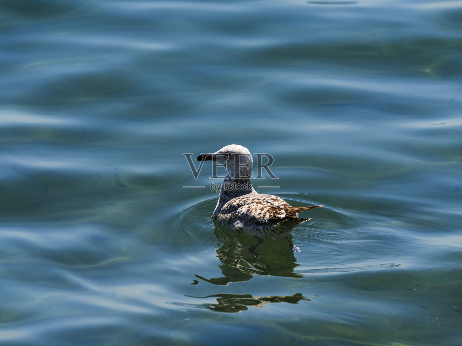 一只优雅的海鸥轻轻漂浮在海面上照片摄影图片