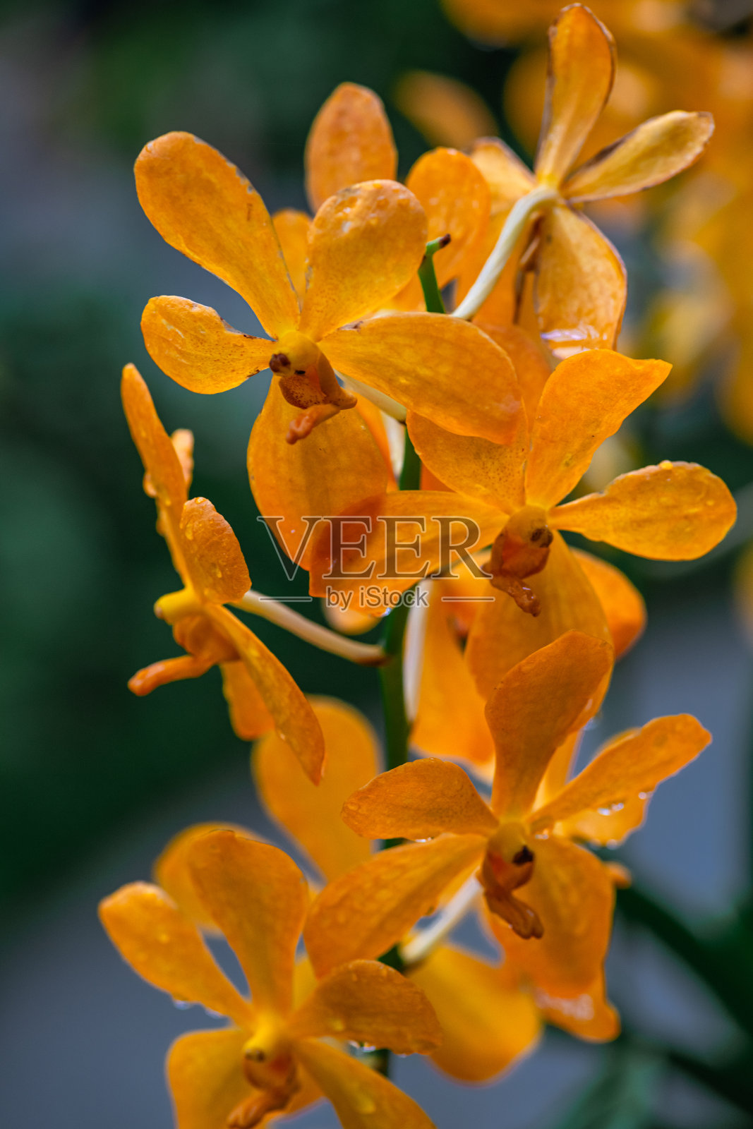 莫卡拉兰花 - 象征着优雅和美丽照片摄影图片